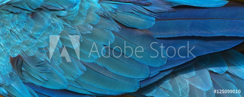 Picture of Colorful of blue and gold birds feathers exotic nature background and texture macaw feathers wing macaw
